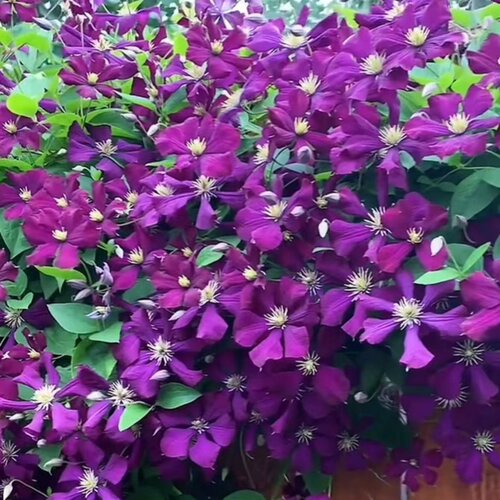 杰克曼.二世铁线莲晚花攀援