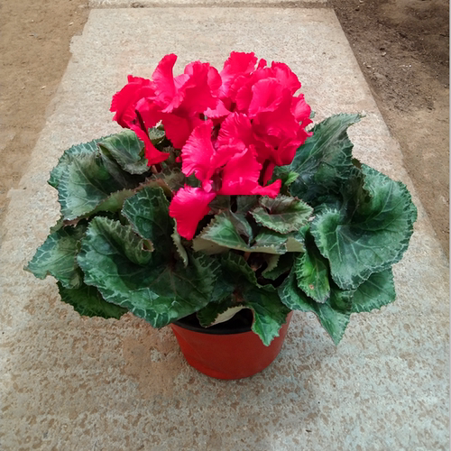 仙客来盆栽带花大花重瓣花卉植物室内花好养活四季开花阳台仙鹤来