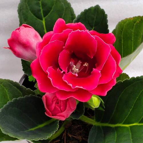 重瓣大岩桐盆栽富贵芙蓉花带花苞发货室内花卉客厅四季开花客厅