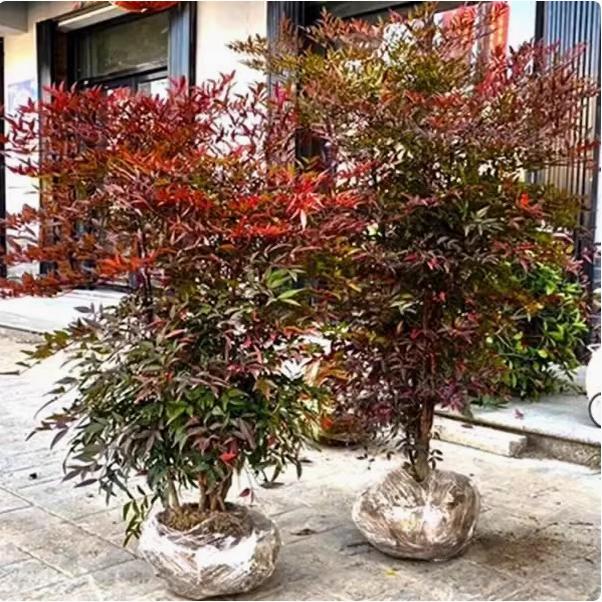 火焰南天竹盆栽四季观叶耐寒植物盆景室内外庭院多年生红天竹树苗