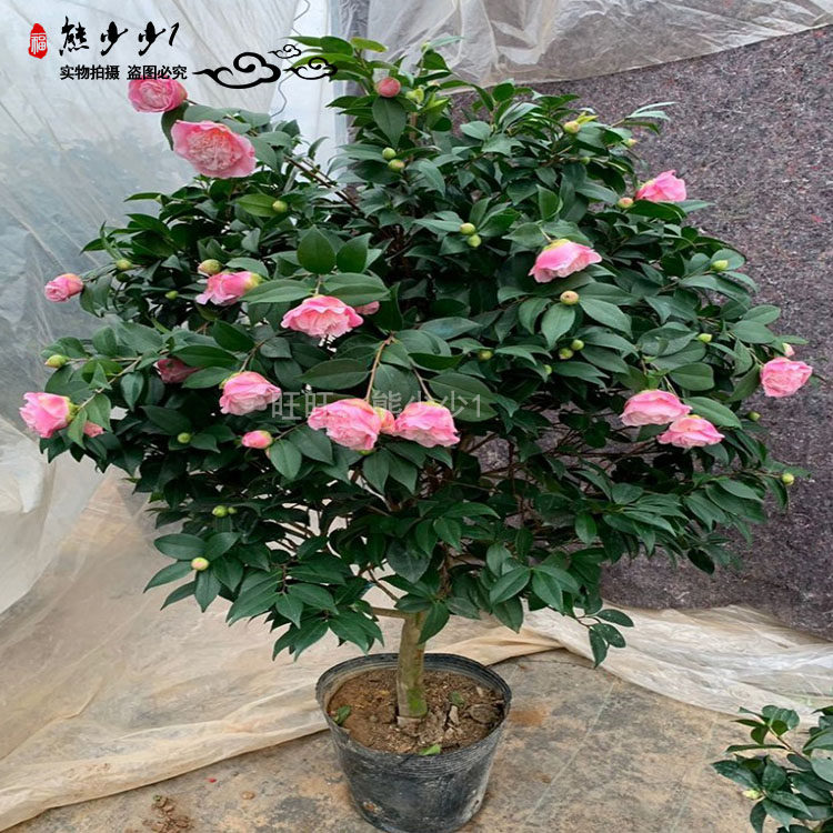 烈香茶花苗香妃茶花苗千里香茶花盆栽绿植庭院阳台山茶花带土包邮