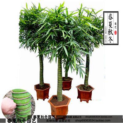 大型佛肚竹盆栽佛肚竹罗汉竹树苗盆景佛肚竹苗盆栽室内佛肚竹盆景