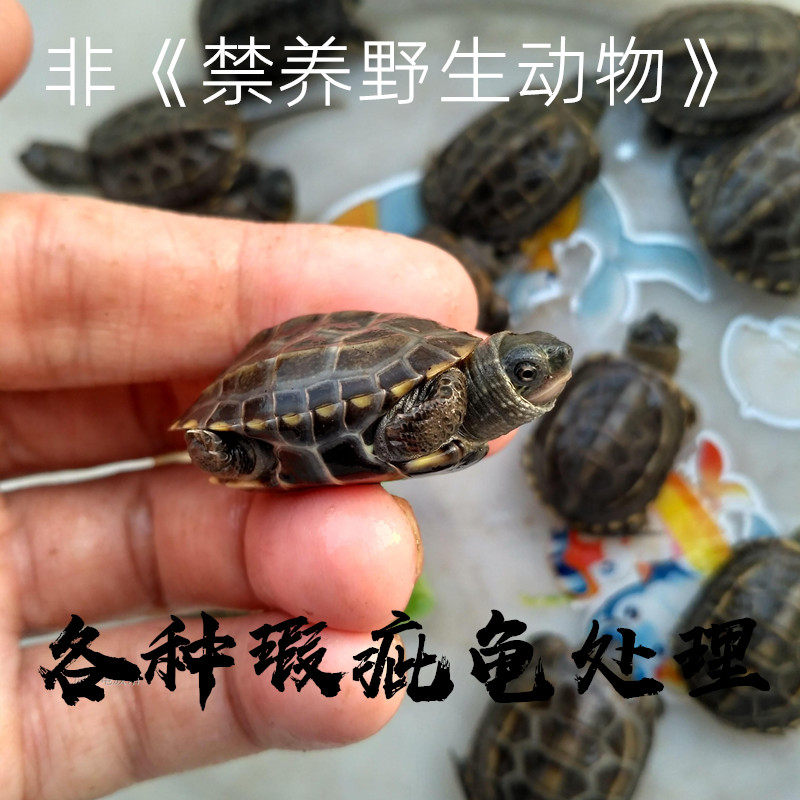清仓瑕疵龟一批测试推荐