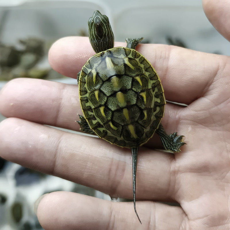 中华花龟网红小乌龟活体杂食宠物龟全品家养花龟苗子中华六线草龟