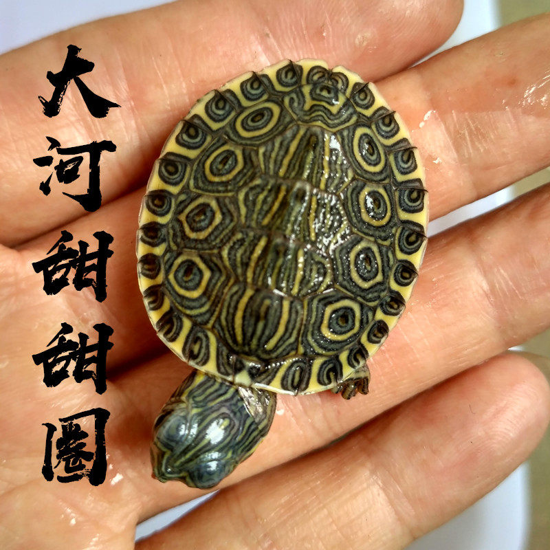 冷水乌龟苗活体大河甜甜龟深水外塘龟活物宠物招财龟巴西龟黄耳龟