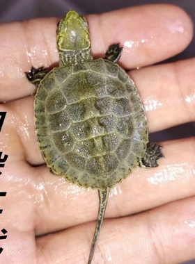 活物乌龟日本石龟杂花草龟日石杂花龟外塘冷水宠物龟活体网红龟苗