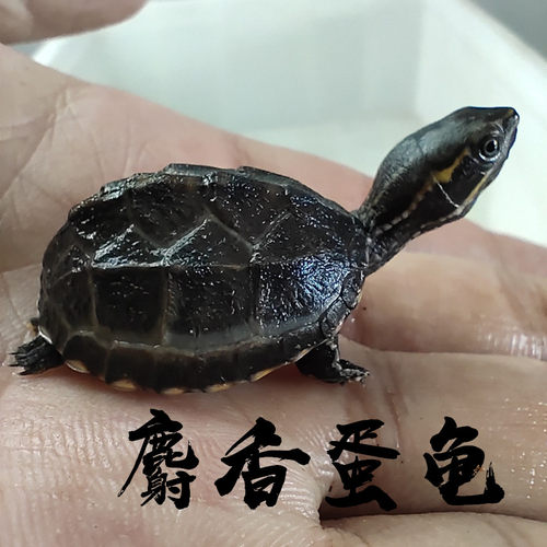 外塘冷水麝香龟苗宠物活体