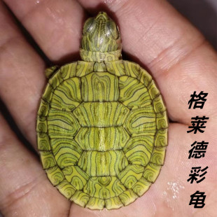 乌龟活物格兰德彩龟巴西龟情侣黄金龟仔宠物家养观赏活体小乌龟苗