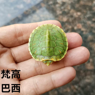 乌龟活体乌龟活物红耳龟大水龟幼苗招财长寿观赏情侣小巴西彩龟