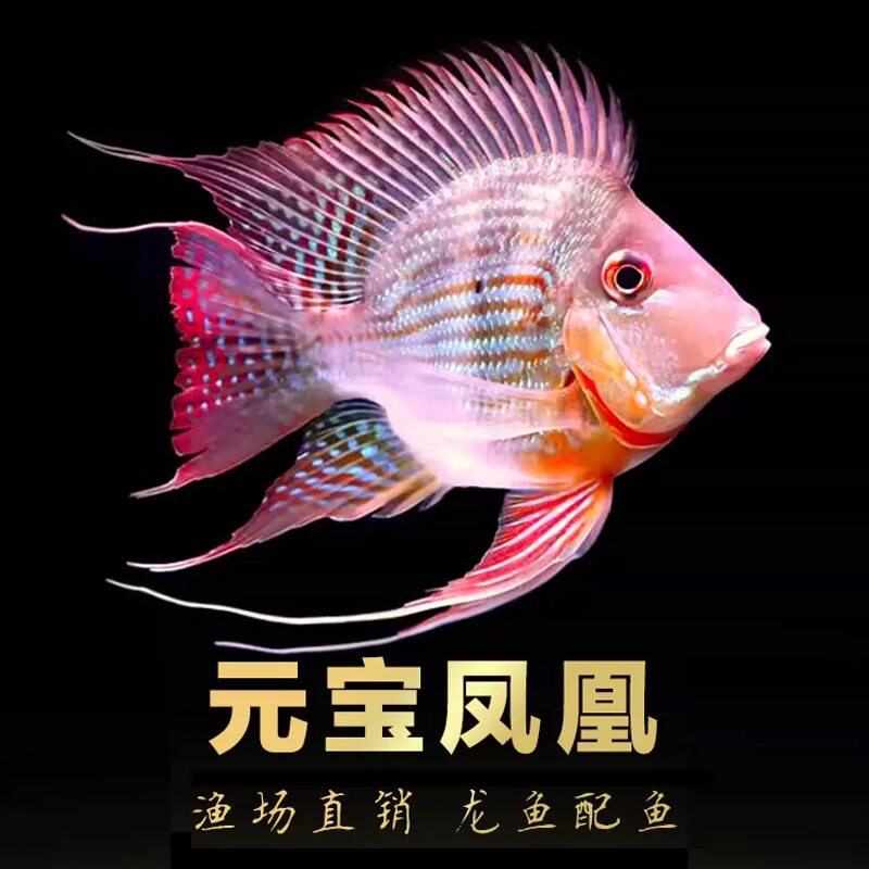 元宝凤凰活体关刀鱼龙鱼混养配鱼热带观赏鱼淡水鱼
