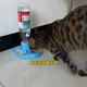 猫咪自动饮水机推荐 不插电流动喝水酸奶机狗狗喂食器猫食盆用品