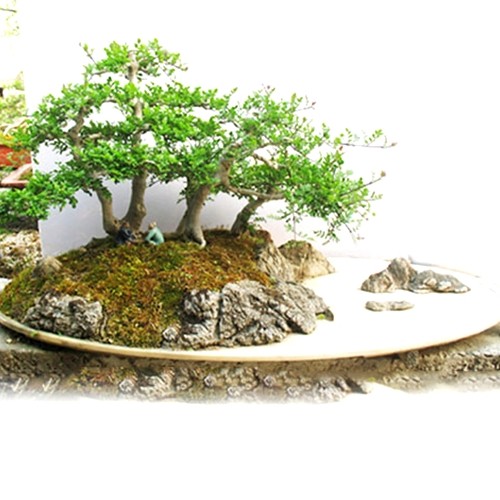 对节白蜡新品丛林花卉造型耐旱阳台庭院盆景小苗组合绿植易成活