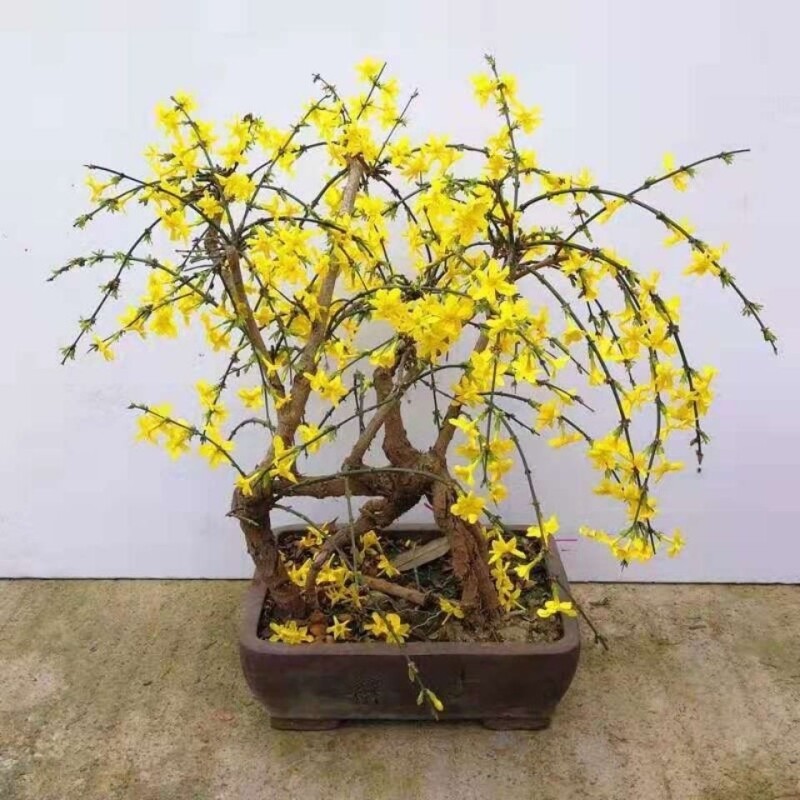 迎春花造型盆景 花卉盆栽 老根迎春微型盆栽 虎蹄迎春小叶迎春