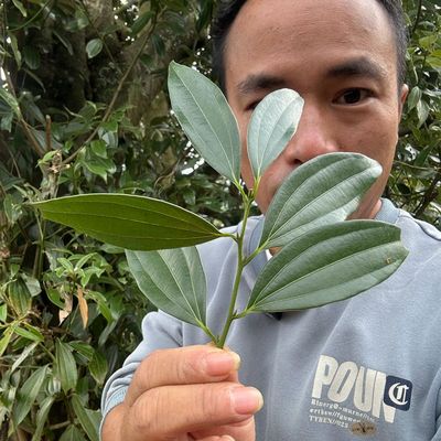 新鲜香叶湖南怀化香叶去腥增香调料炒鱼炒鸭子专用香叶火锅料桂叶