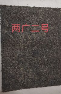 2024年 两广二号 蚕种 蚕卵 桑蚕 白蚕 蚕宝宝