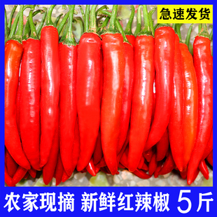 微辣新鲜现摘大红辣椒美人椒微辣海椒杭椒泡椒尖椒酱剁椒二荆条