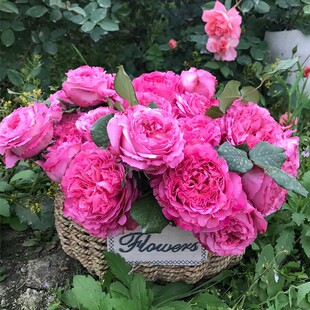 仙王座 浓香大花月季盆栽阳台庭院丰花多季节开花玫瑰花苗