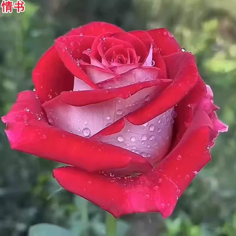 超新品情书月季灌木大花浓香切花高脚杯玫瑰庭院阳台盆栽四季开花,鲜花速递/花卉仿真/绿植园艺,月季/蔷薇/玫瑰,淘宝优惠券,粉丝福利购,淘宝优惠卷