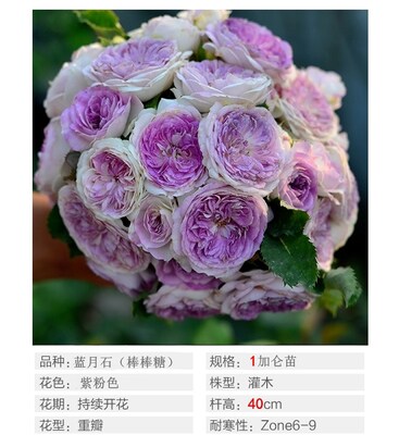 蓝月石 棒棒糖月季 花苗玫瑰庭院浓香嫁接树状盆栽