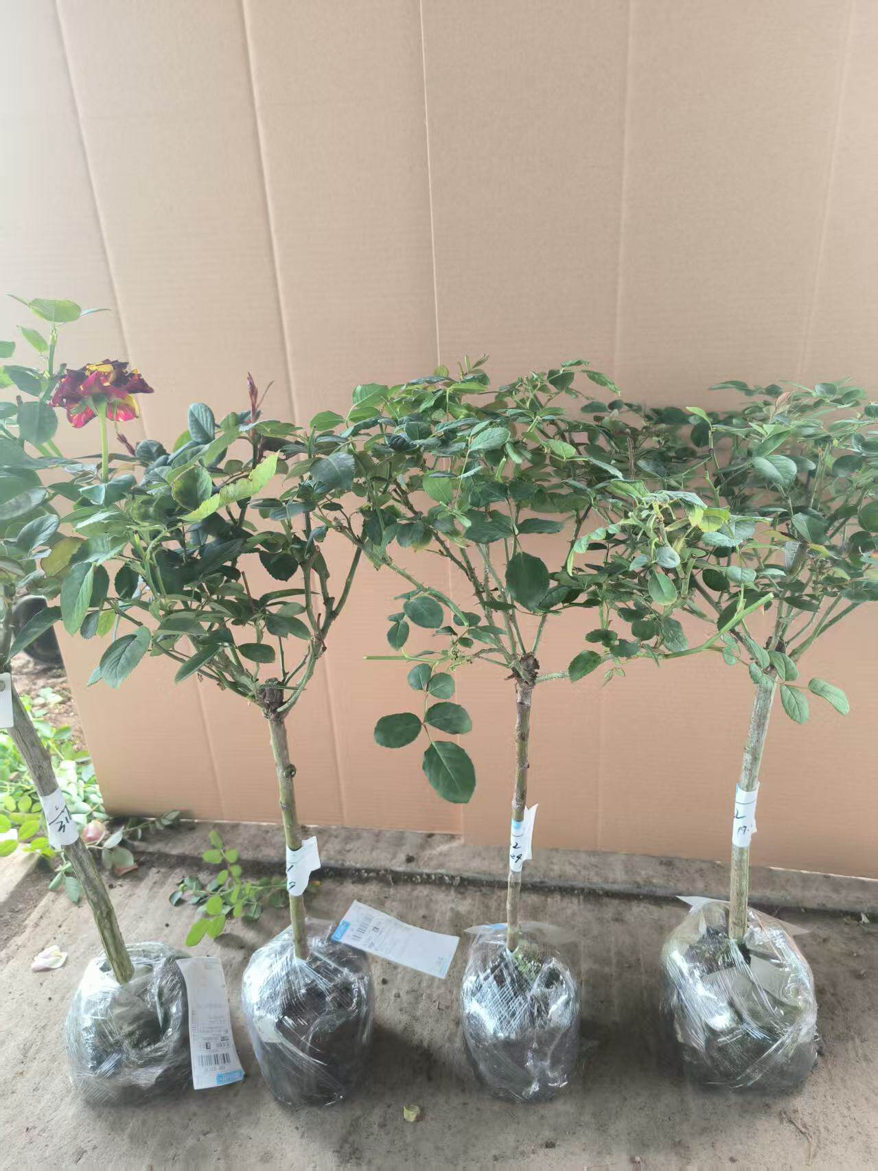 棒棒糖月季树月一物一拍修剪大土球发货