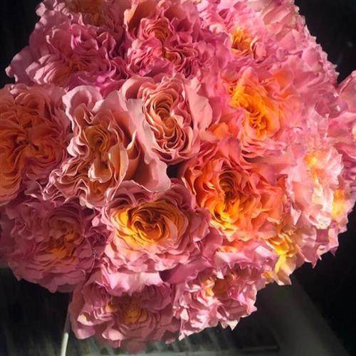 超新品波浪锯边变色玫瑰月季火灵鸟颜色会随温度天气变化阳台盆栽