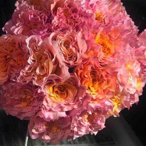 变色阳台盆栽玫瑰月季新品