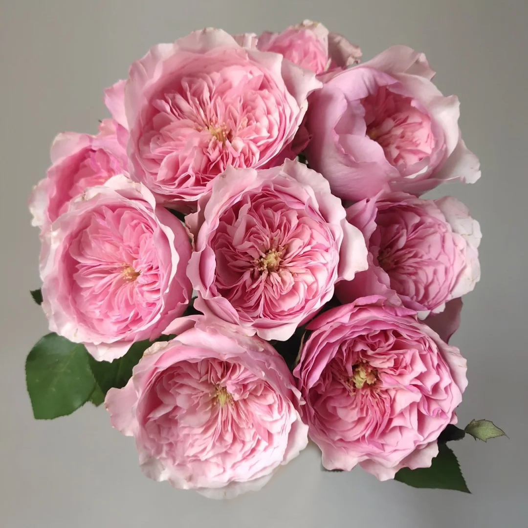 凯丽灌木奥斯汀欧月季切花凯利