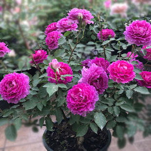 浓香天方夜谭月季盆栽阳台欧月花苗四季开花植物室内外玫瑰大花卉