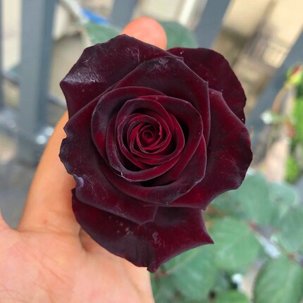 黑巴克月季花苗大花浓香阳台盆栽多季开花庭院植物玫瑰花勤花耐寒