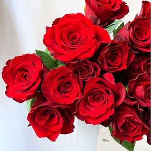 新品切花玫瑰高原红月季花苗庭院阳台绿植盆栽蔷薇多季玫瑰花苗