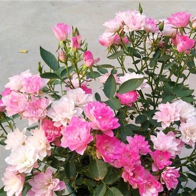 微型繁星阳台盆栽植物月季花苗