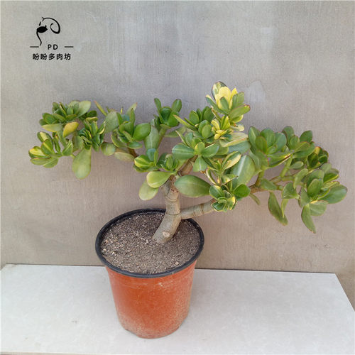 多肉老桩落日之雁玉树锦花