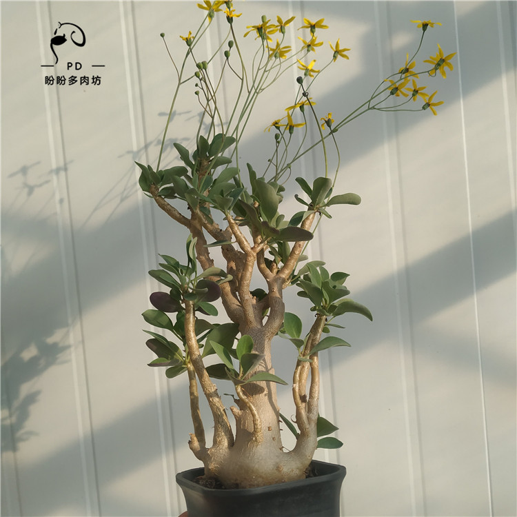 多肉块根实生美尻厚敦菊