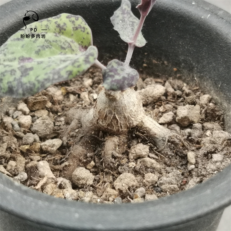 多肉块根实生佩科厚敦菊  Othonna perfoliata 盼盼多肉坊