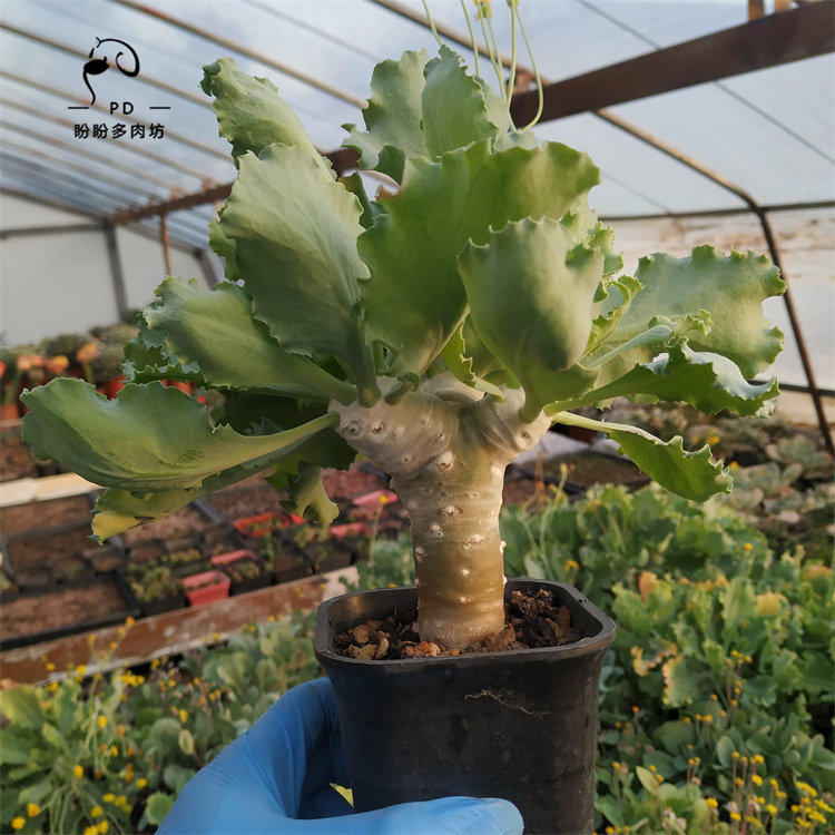 多肉菊科块根厚敦菊属雪露厚敦菊造型老桩一物一拍盼盼多肉坊