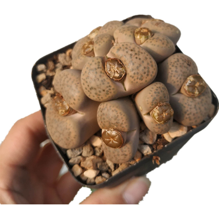 多肉番杏科生石花多头群生带种夹大母本5-7年一物一拍盼盼多肉坊