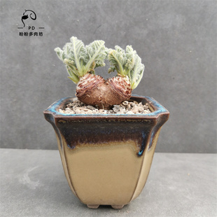 多肉实生大颗块根羽叶洋葵牻牛儿苗科天竺葵属稀有多肉盼盼多肉坊