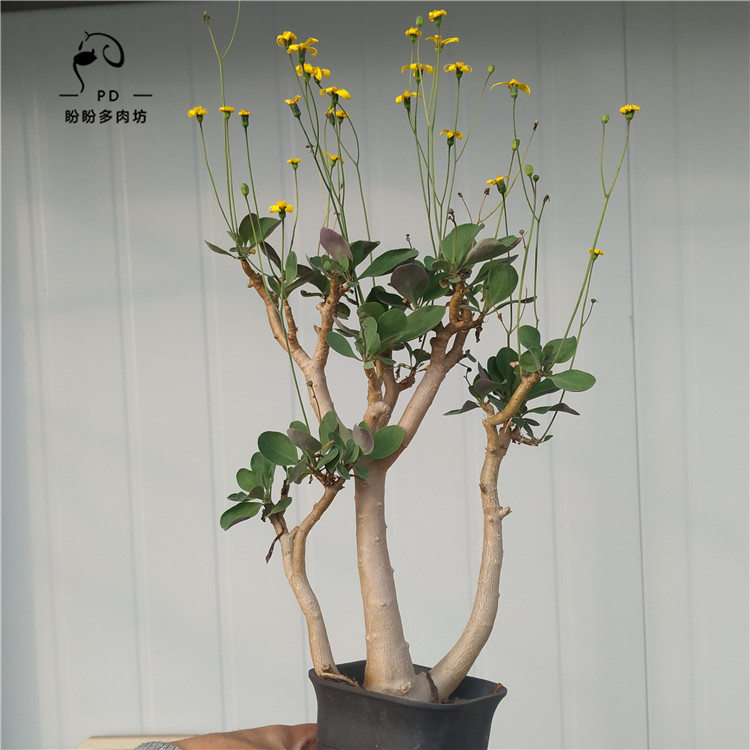 多肉块根实生紫背美尻厚敦菊种子