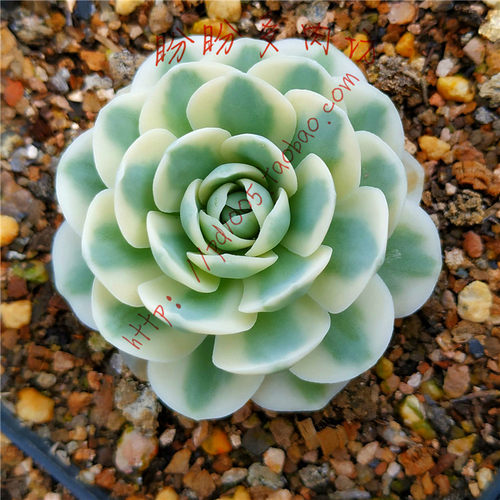 富士多肉销量排行榜 富士多肉品牌热度排名 小麦优选