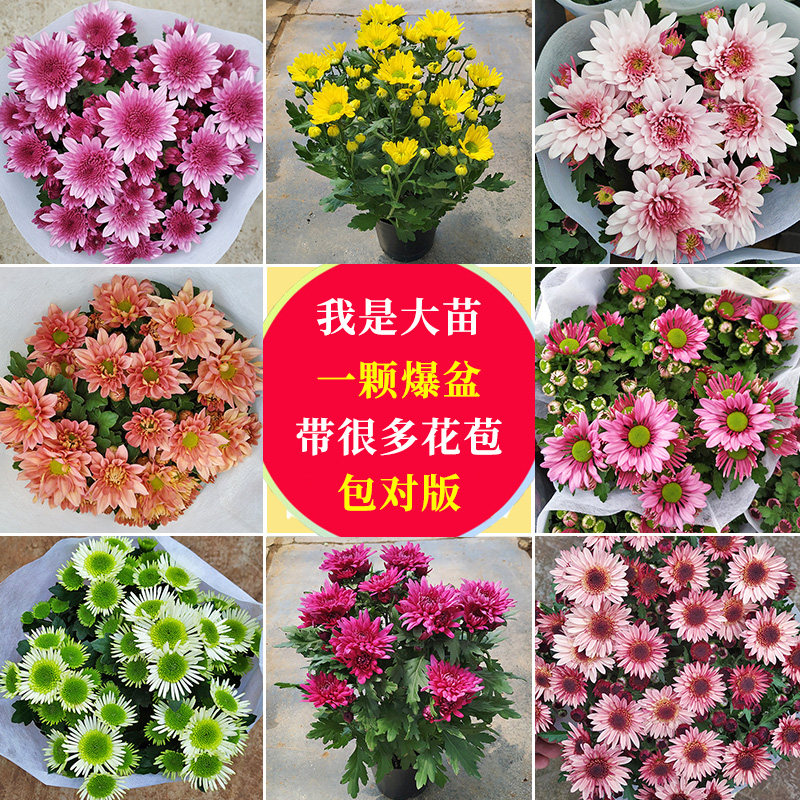 大盆大冠幅荷兰菊盆栽昆明发货