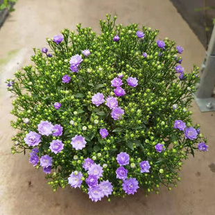 丹麦风铃盆栽带花苞四季好养花卉半边莲光辉岁月大藿香蓟蓝雪花苗