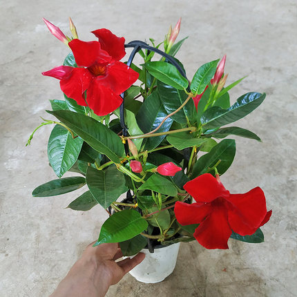 大叶飘香藤盆栽带花苞重瓣大花四季阳台庭院开花耐热爬藤花卉