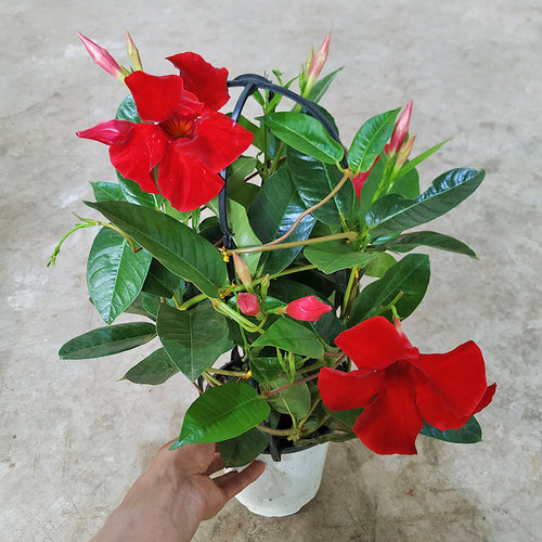 正宗大叶大花飘香藤昆明发货