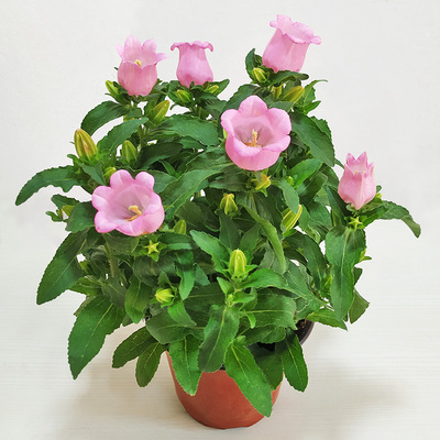 酒杯风铃带很多花苞四季好养