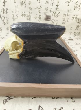犀鸟仿真头骨黑盔燥犀鸟头骨树脂模型科教认知工艺品个性鸟类摆件