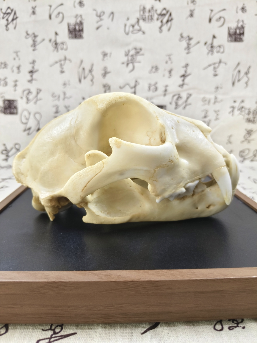 雪豹头骨模型仿真动物头骨树脂模型绘画教学参考树脂动物模型摆件