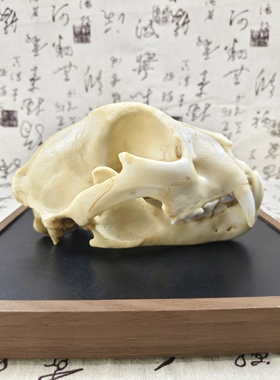 雪豹头骨模型仿真动物头骨树脂模型绘画教学参考树脂动物模型摆件