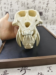 仿真山魈头骨树脂模型一比一复刻动物头骨教学参考树脂模型工艺品