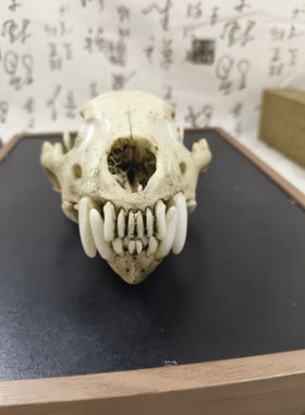 仿真动物狼獾头骨模型标本博物馆收藏教学素描绘画参考工艺品摆件