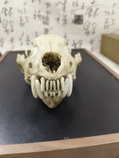 仿真动物狼獾头骨模型标本博物馆收藏教学素描绘画参考工艺品摆件